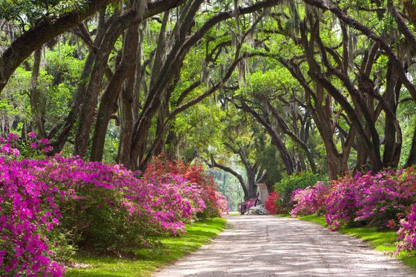 tree-covered-road_36017_600x450